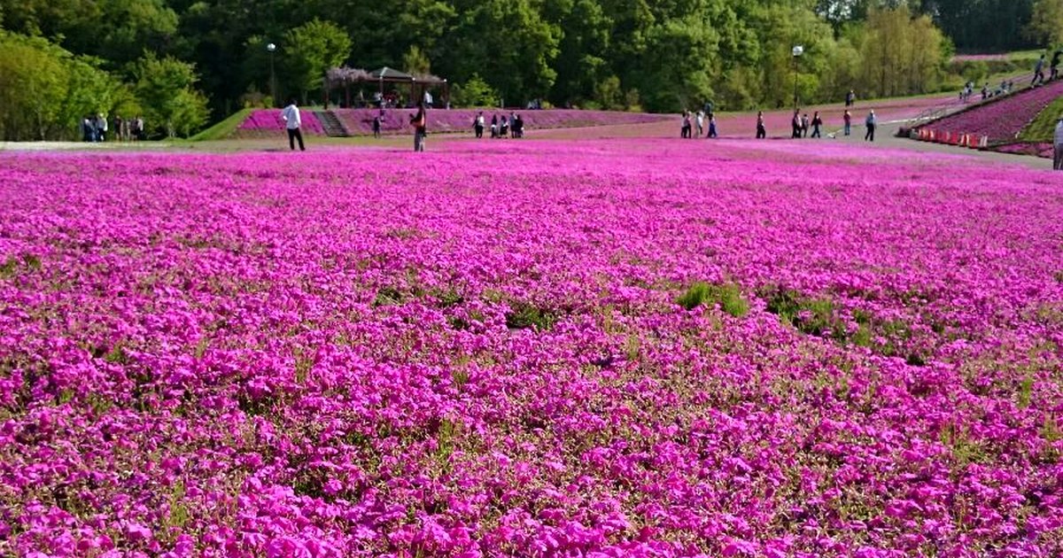 Pink shibazakura flowers in Tochigi, Japan
