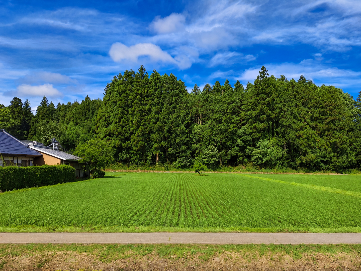 Rice fields in rural Japan in early summer
